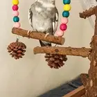 كروان متكلم ومغرد .
