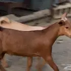 تيوس بلدي ماشاء الله