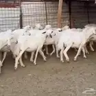 ضان ولد مراح