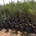 يوجدلدينا جميع انوان النخيل