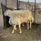 طلي فحل للبيع