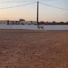 فرس شيخه