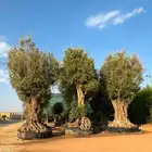 شجر زيتون معمر بأحجام ضخمة