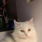 قطة شيرازية