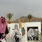 لوحة خيل عربي أصيل