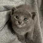 قط سكوتش للتبني