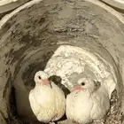 زغاليل فرنسي شحم ولحم