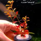 Different types of plants