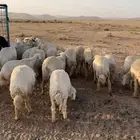 للبيع جذعات مراح