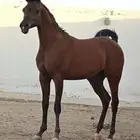 مهره واهو جميله