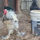 دجاج براهما كولمبي
