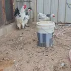 دجاج براهما كولمبي 1