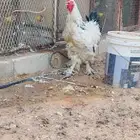 دجاج براهما كولمبي 2