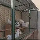 حمام رقاصي 7 اجواز و7 فراخة