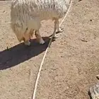 ذبيحه ( تم البيع)