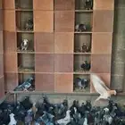 عشة زاجل للبيع