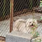 مالتيز للبيع