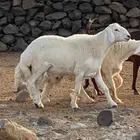 مشروع فحل فاخر صنف من انتاج المراح( تم البيع )