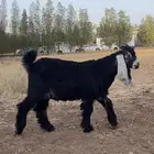 مشروع معرف للبيع