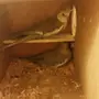 3 ازواج كروان هولندي منتجه