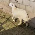 ( تم البيع ) رخل حريه اضحيه جبره
