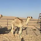 قعود كفوا