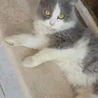 قطه انثى للتبني