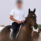 حصان انقليزي هادي للركوب