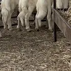 ذبايح حرية نظيفة يابلاش