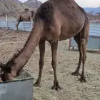 للبيع