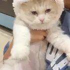 قط للتبني العاجل