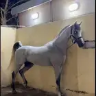 حصان شعبي كر وفر