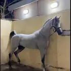 حصان فحل مربط