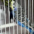 جوز بادجي للبيع مع القفص بدون بياضه