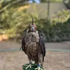 طير جير شاهين