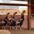 ديوك باكستاني