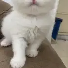 للبيع قط صغير شيرازي ابيض