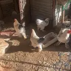 دجاج براهما