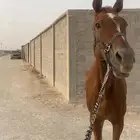فرس انجليزي