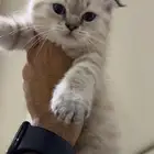 الوادى