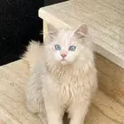 تبني قطة