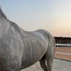 سلام عليكم ورحمة الله وبركاته