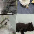 للبيع قطط كيتن صغيره