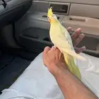 كروان اليف