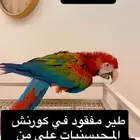 طير مكاو مفقود
