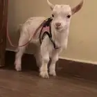 ماعز قزم بيور للبيع العاجل
