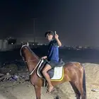 خيل شعبي للبيع