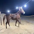 خيل
