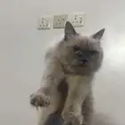 قط هملايا للبيع