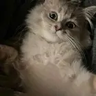 قطه هملايا